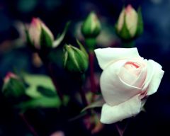 Tapeta Nature Flowers 639.jpg